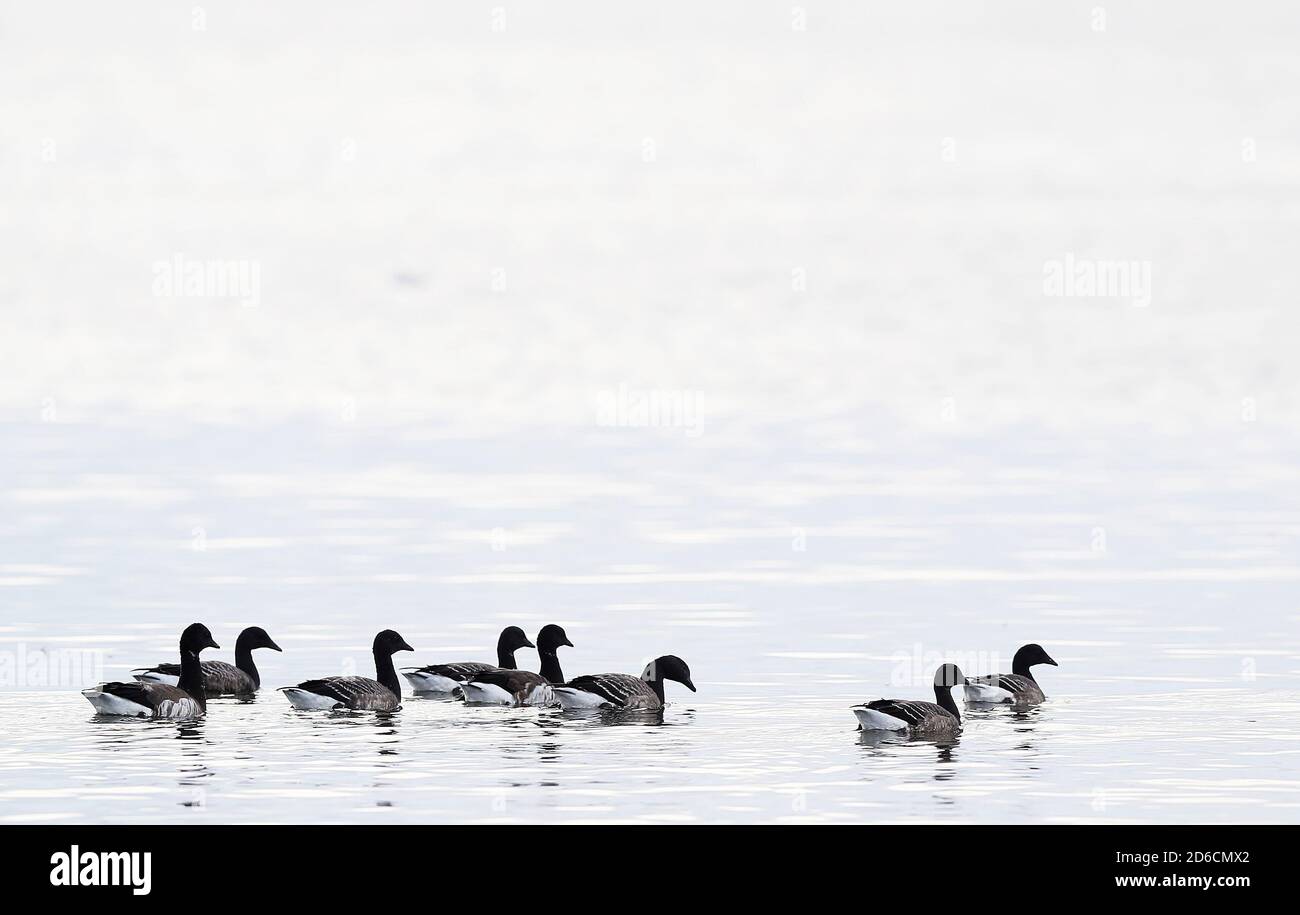 Bernaches craveuses du Canada sur les rives de Strangford Lough à Newtownards, en Irlande du Nord, alors que la Fiducie nationale procède au dénombrement annuel de la population d'oies. Entre 20,000 et 30,000 oies arrivent sur le lough chaque année après avoir voyagé du Canada. Banque D'Images