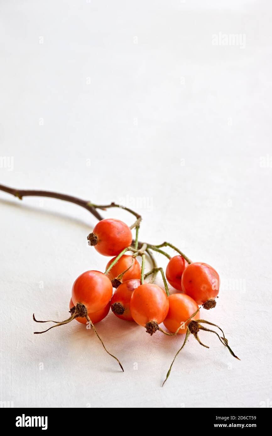 Faites une brindille avec des hanches roses orange sur un fond blanc et un espace de copie. Concept d'automne. Image verticale. Banque D'Images
