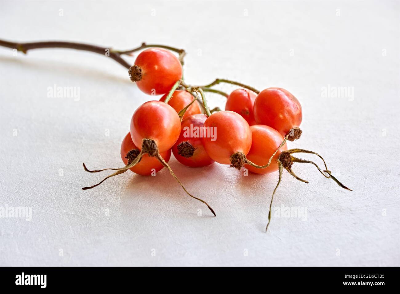 Branche avec des hanches roses orange sur fond blanc. Concept d'automne. Banque D'Images