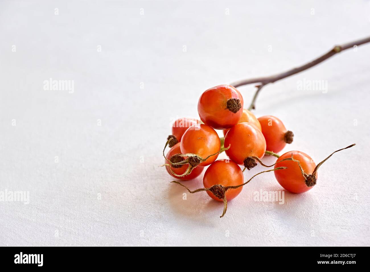 Faites une brindille avec des hanches roses orange sur un fond blanc et un espace de copie. Concept d'automne. Banque D'Images