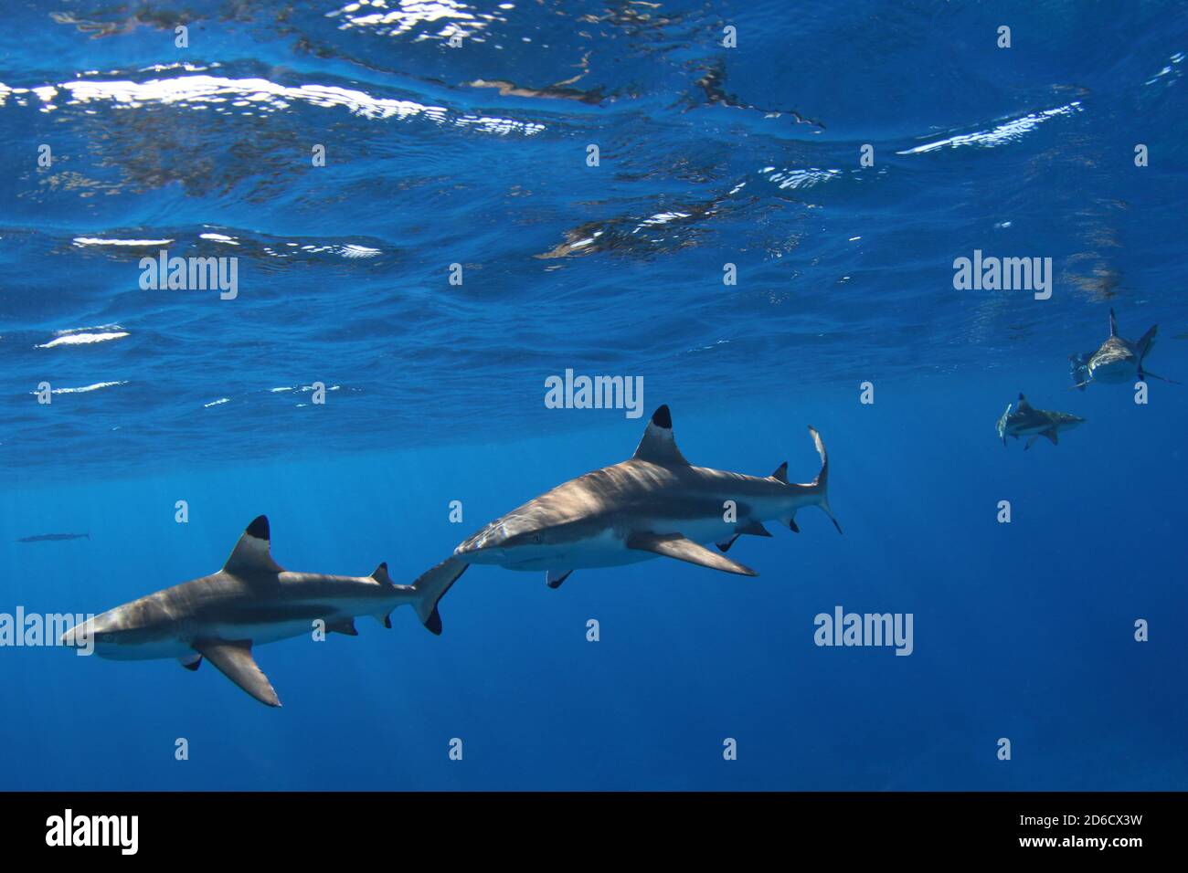 Requin récif à pointe noire; Carcharhinus melanopterus espèce Requiem de requin de la famille des Carcharhinidae. Le requin le plus abondant dans les océans Pacifique et Indien. Banque D'Images