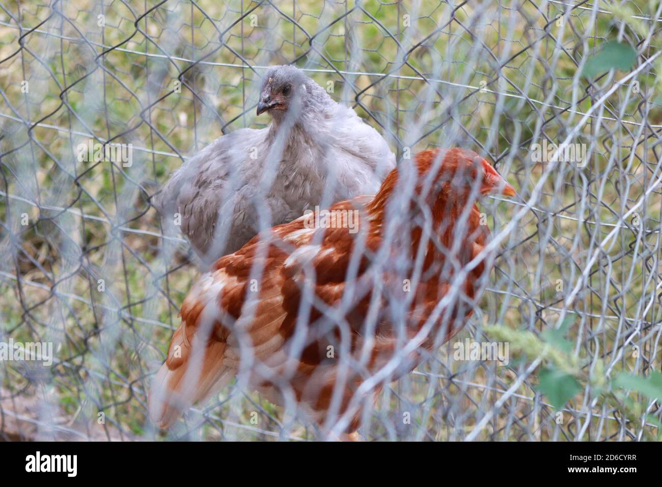 Poules de poulet à la lavande Orphington et Golden Comet . Photo de haute qualité Banque D'Images