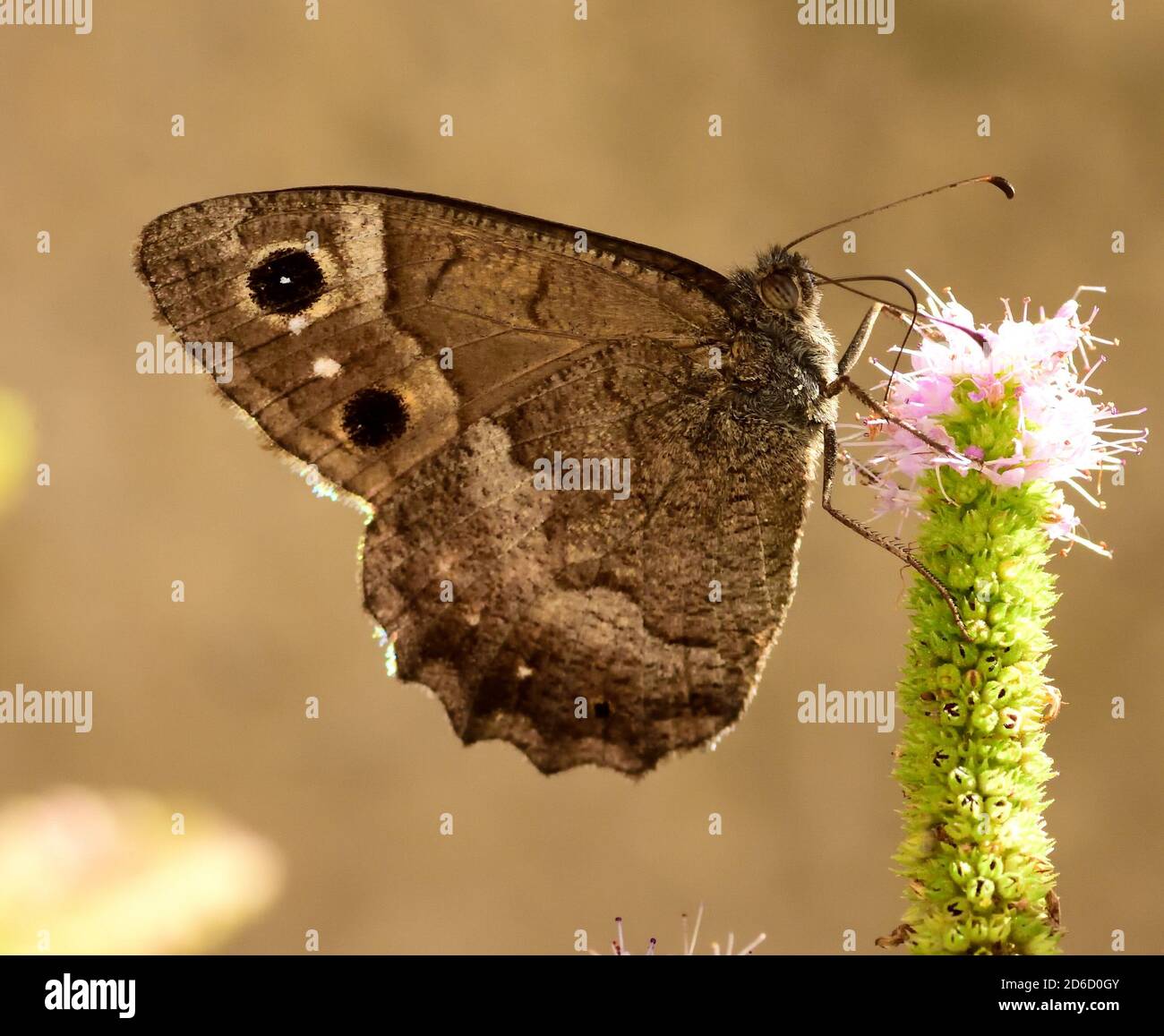 Spécimen isolé d'un papillon de l'espèce Hipparchia statilinus, de la famille des nimphalidae. Banque D'Images