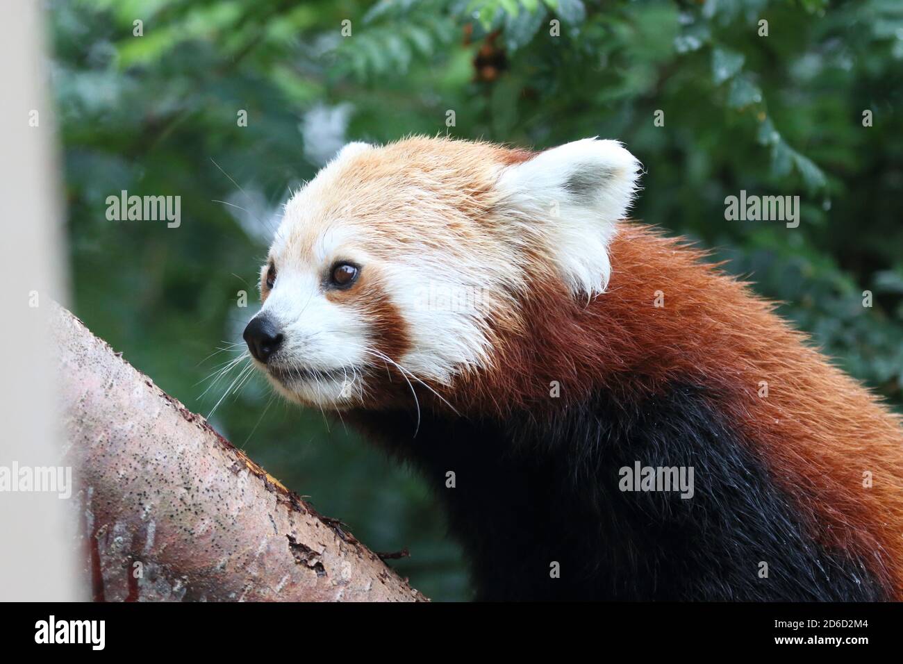 Red Panda, Ailurus fulgens, originaire de l'est de l'Himalaya et du sud-ouest de la Chine Banque D'Images