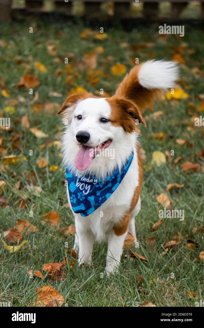 Mignon collie mélange chiot le jour de l'automne Banque D'Images