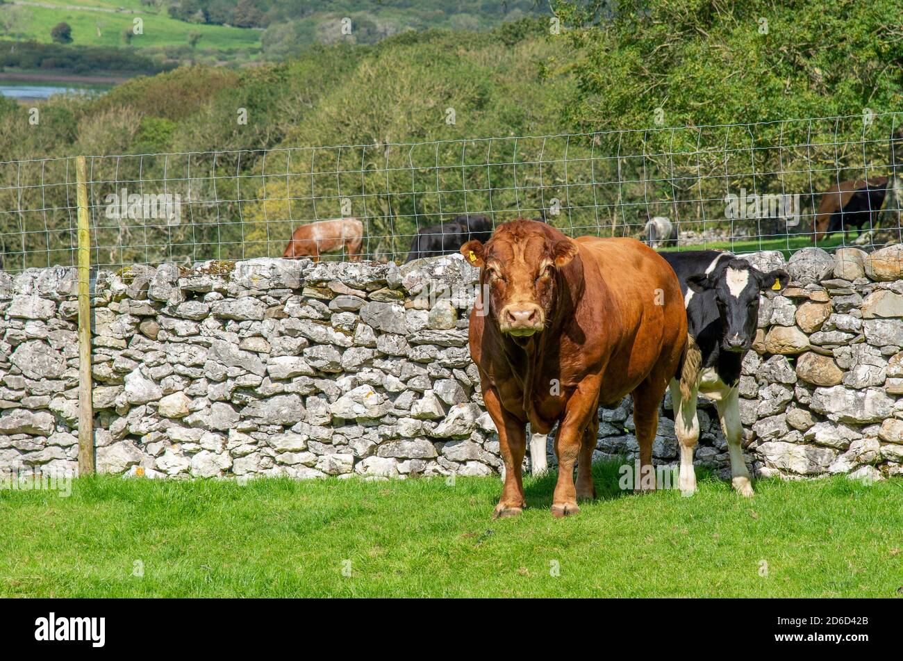 Taureau Limousin et génisse Holstein à côté du mur avec escrime de cerf, Silverdale, Carnforth, Lancashire, Royaume-Uni. Banque D'Images