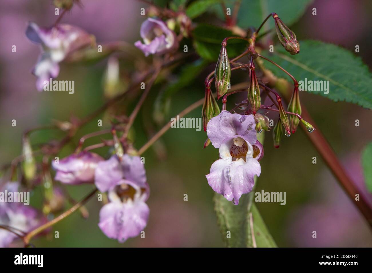 Gros plan du balsam himalayan, Chipping, Preston, Lancashire, Royaume-Uni Banque D'Images