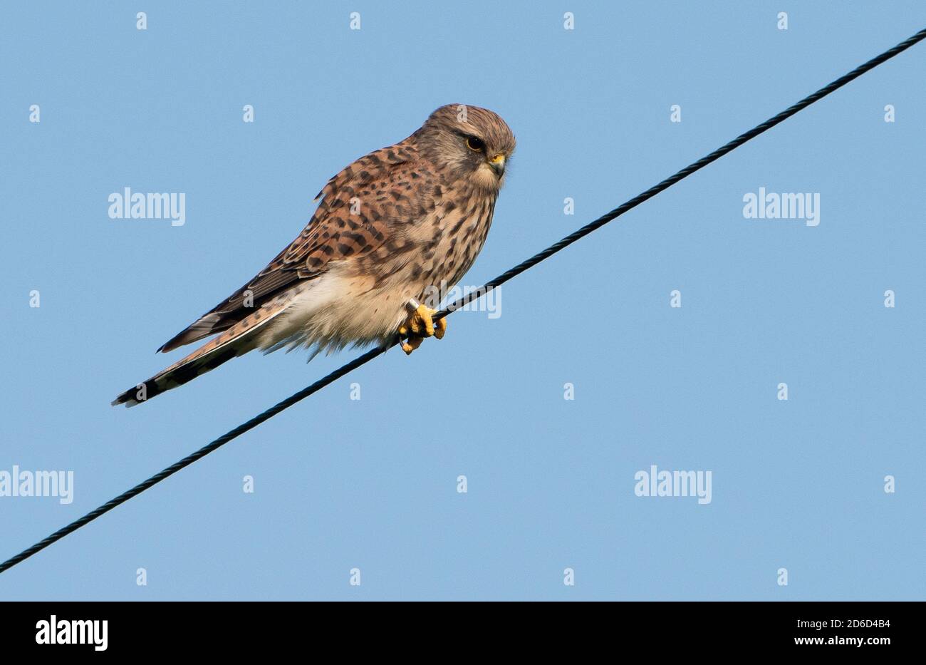 Un Kestrel sur un fil électrique, Arnside, Cumbria, Royaume-Uni Banque D'Images