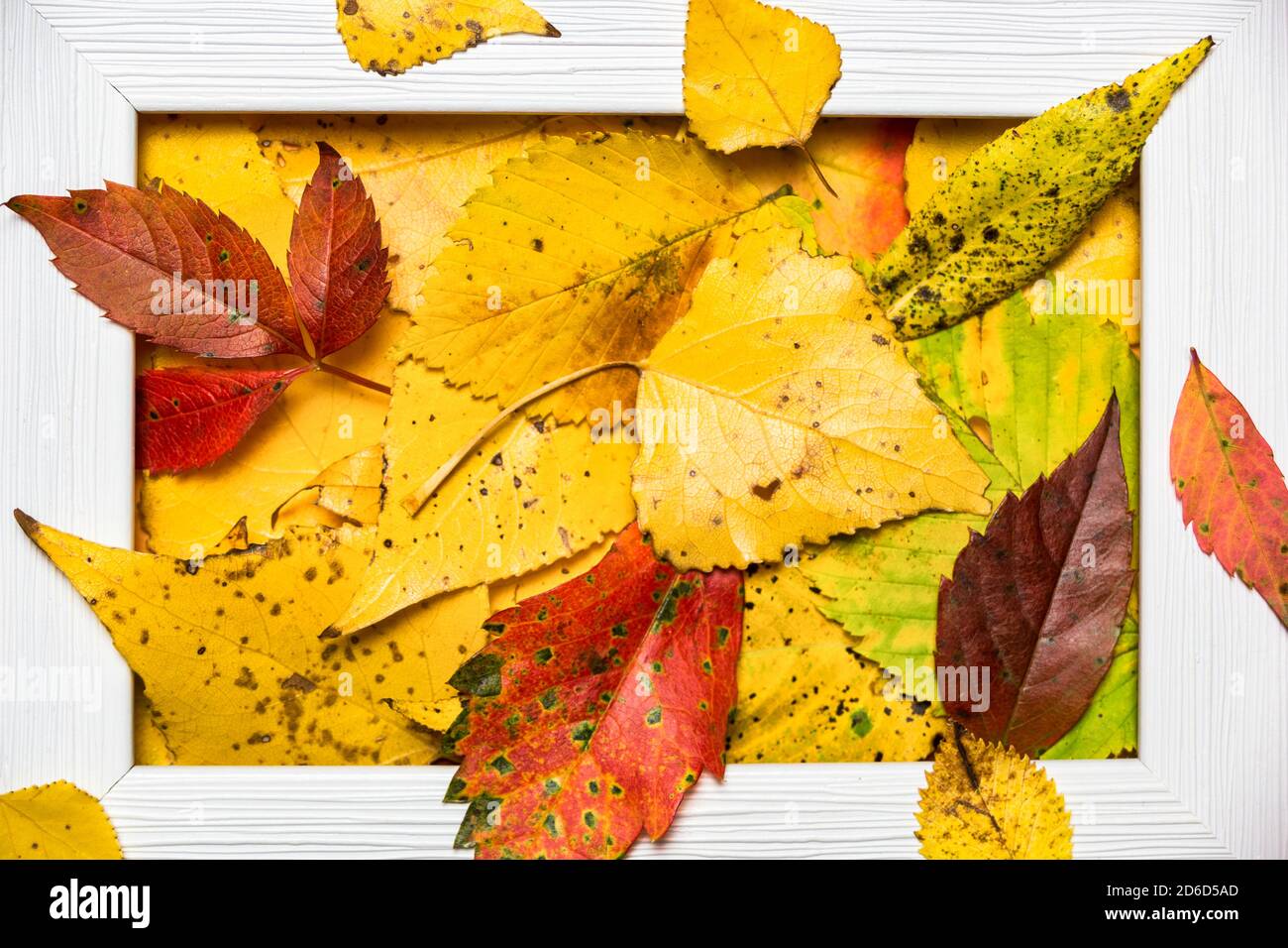 Mise en page créative composée de feuilles d'automne colorées et d'un cadre photo vide. Pose à plat. Concept de la nature. Banque D'Images