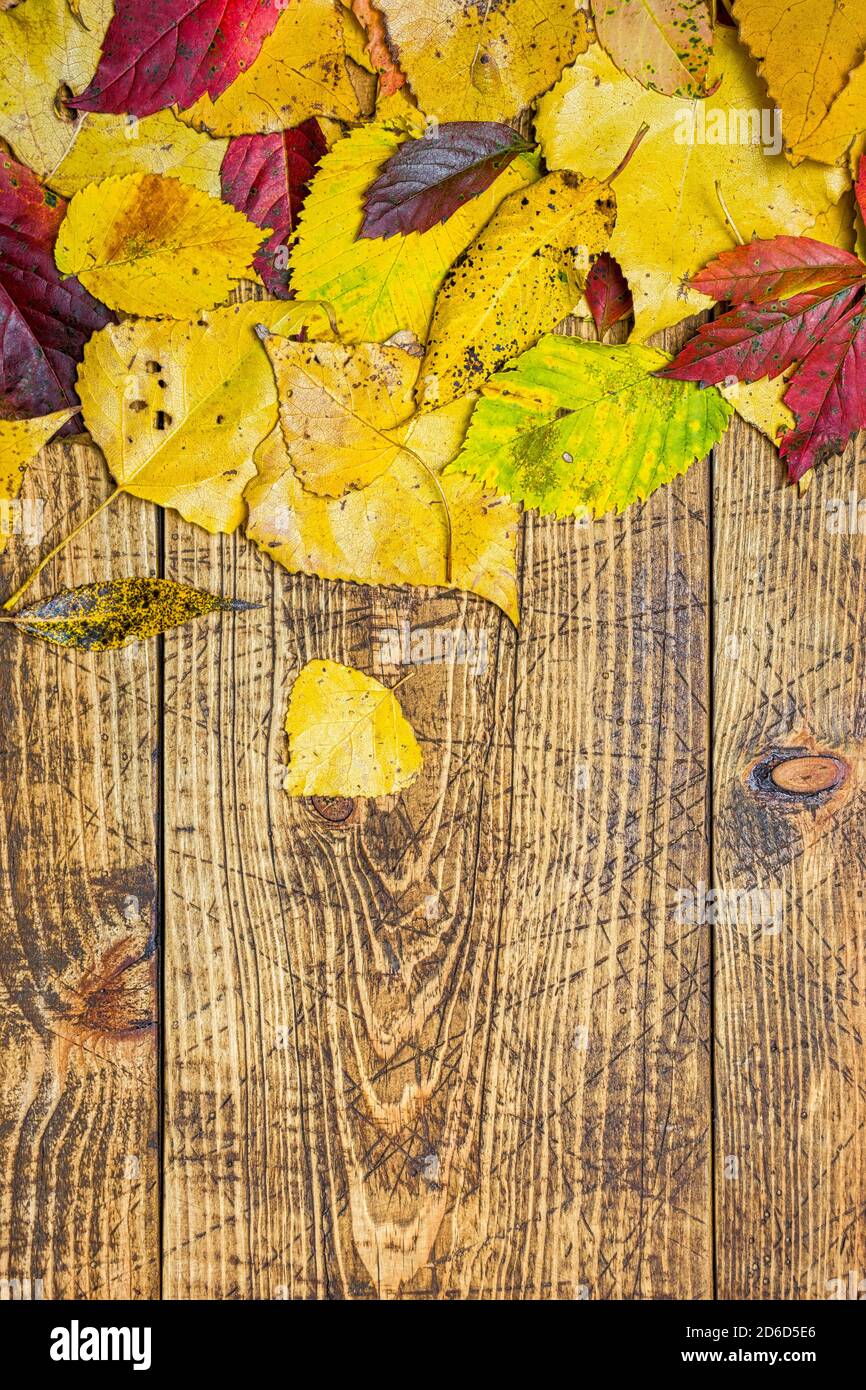 Arrière-plan d'automne avec feuilles d'automne sur bois rustique. Plat avec espace pour la publicité. Banque D'Images