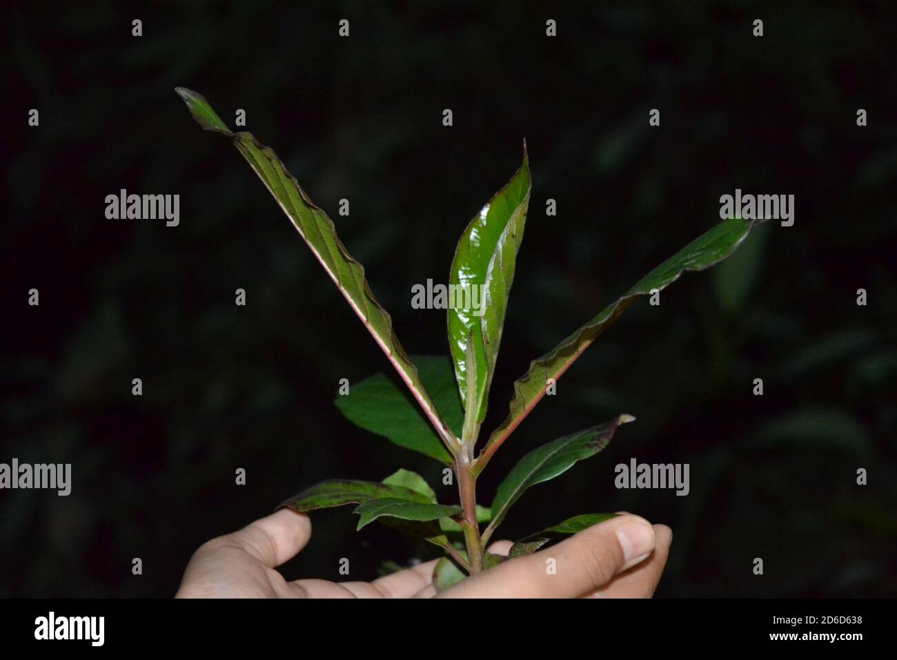 Semis d'amande indienne Banque D'Images