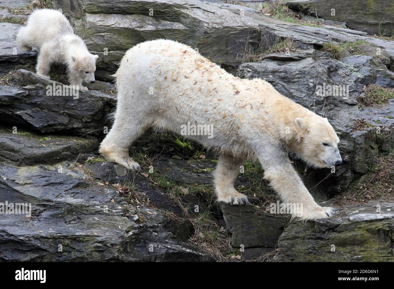 29.03.2019, Berlin, , Allemagne - l'ours polaire Hertha et sa mère Tonja marchent à l'extérieur de l'enceinte. 00S190329D322CAROEX.JPG [MODÈLE REL Banque D'Images