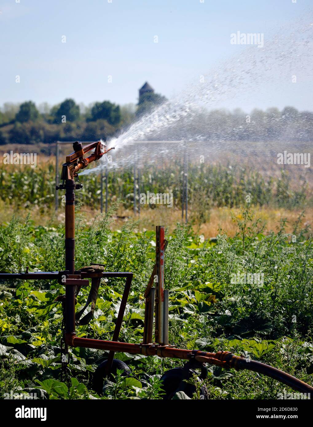 06.08.2020, Inden, Rhénanie-du-Nord-Westphalie, Allemagne - les champs de légumes sont irrigués pendant les périodes sèches. 00X200806D021CAROEX.JPG [VERSION DU MODÈLE : NON, PR Banque D'Images