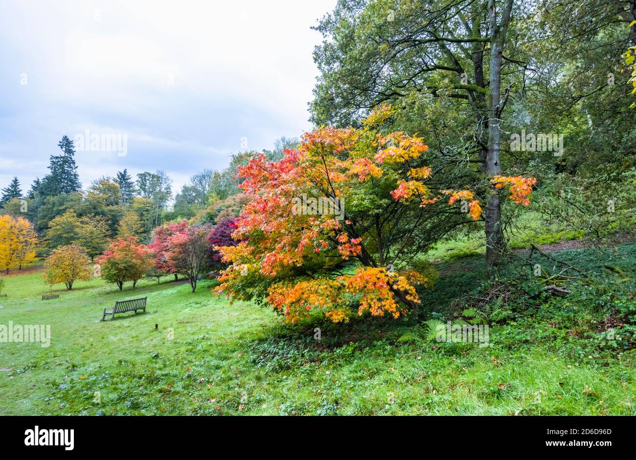 Pommes japonaises (Acer palmatun) avec feuillage d'automne, arboretum Winkworth près de Godalming, Surrey, sud-est de l'Angleterre Banque D'Images