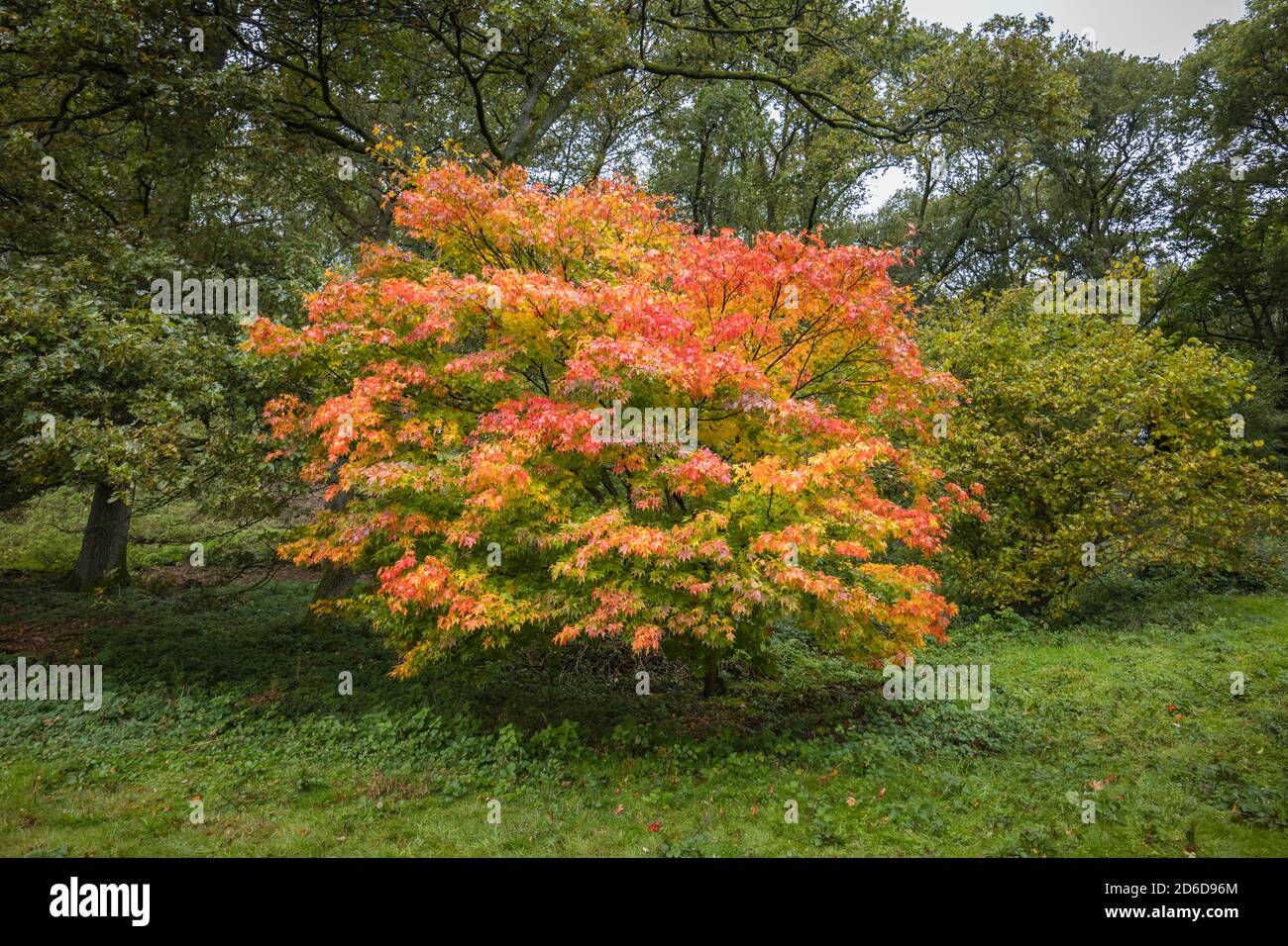Pommes japonaises (Acer palmatun) avec feuillage d'automne, arboretum Winkworth près de Godalming, Surrey, sud-est de l'Angleterre Banque D'Images