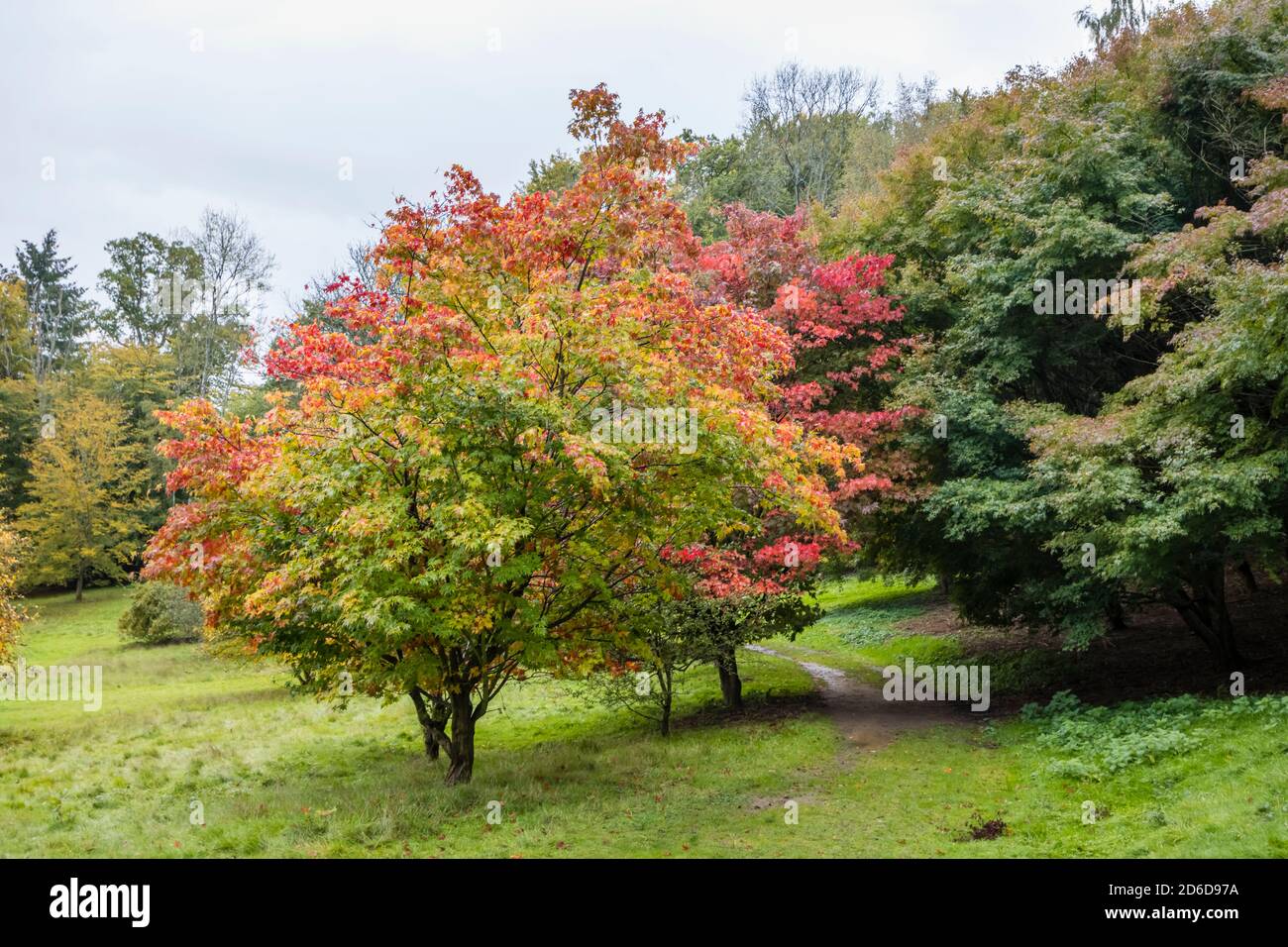 Pommes japonaises (Acer palmatun) avec feuillage d'automne, arboretum Winkworth près de Godalming, Surrey, sud-est de l'Angleterre Banque D'Images