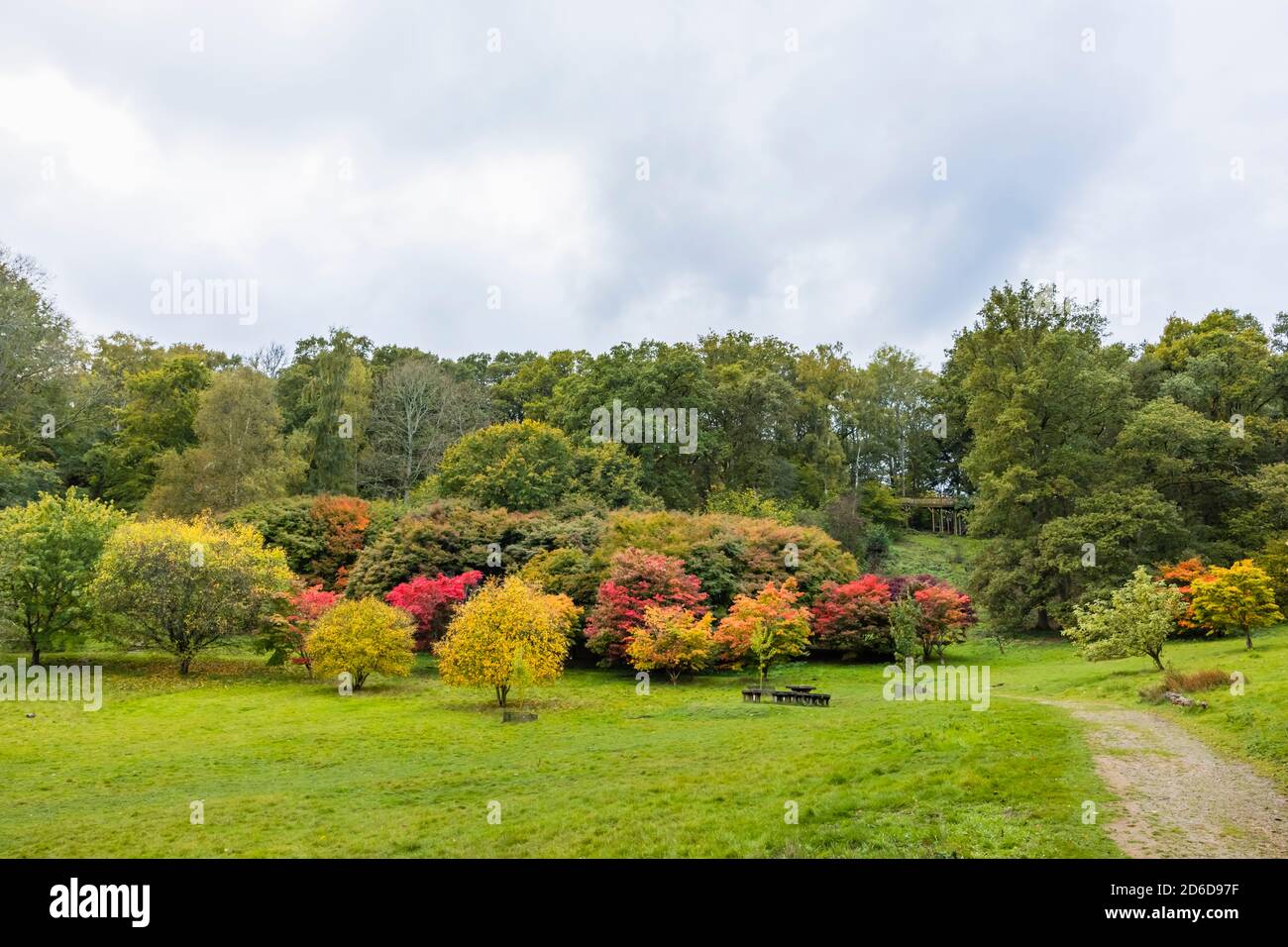 Pommes japonaises (Acer palmatun) avec feuillage d'automne, arboretum Winkworth près de Godalming, Surrey, sud-est de l'Angleterre Banque D'Images