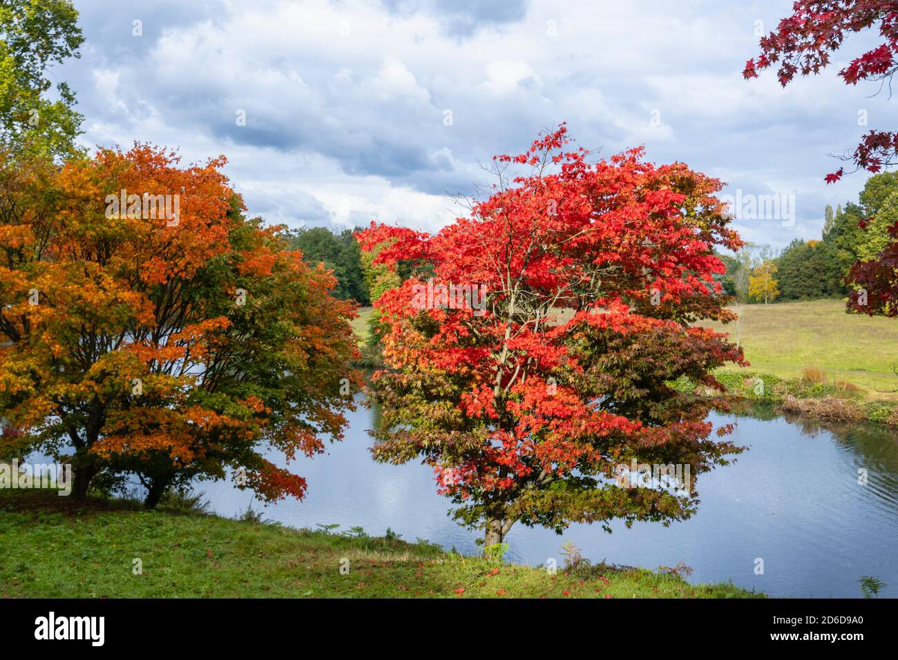 Les temples japonais (Acer palmatun) avec un feuillage rouge vif de couleur automnale au bord du lac à l'arboretum Winkworth près de Godalming, Surrey, au sud-est de l'Angleterre Banque D'Images