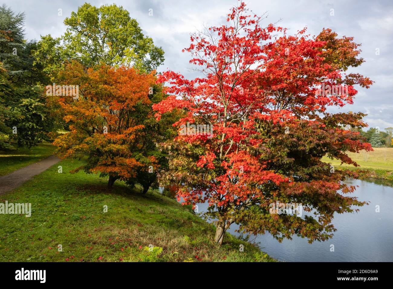 Les temples japonais (Acer palmatun) avec un feuillage rouge vif de couleur automnale au bord du lac à l'arboretum Winkworth près de Godalming, Surrey, au sud-est de l'Angleterre Banque D'Images