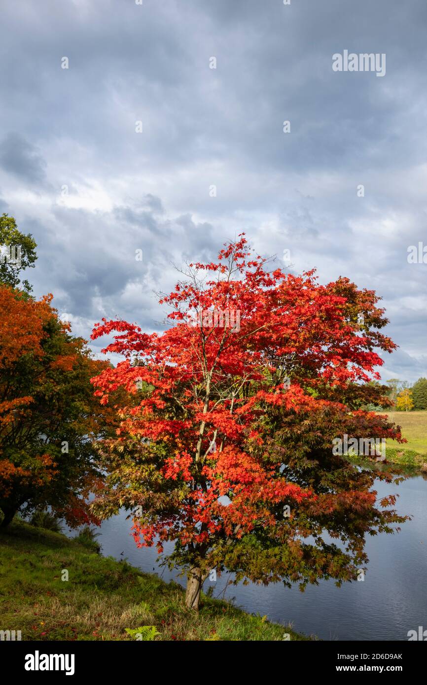 Les temples japonais (Acer palmatun) avec un feuillage rouge vif de couleur automnale au bord du lac à l'arboretum Winkworth près de Godalming, Surrey, au sud-est de l'Angleterre Banque D'Images