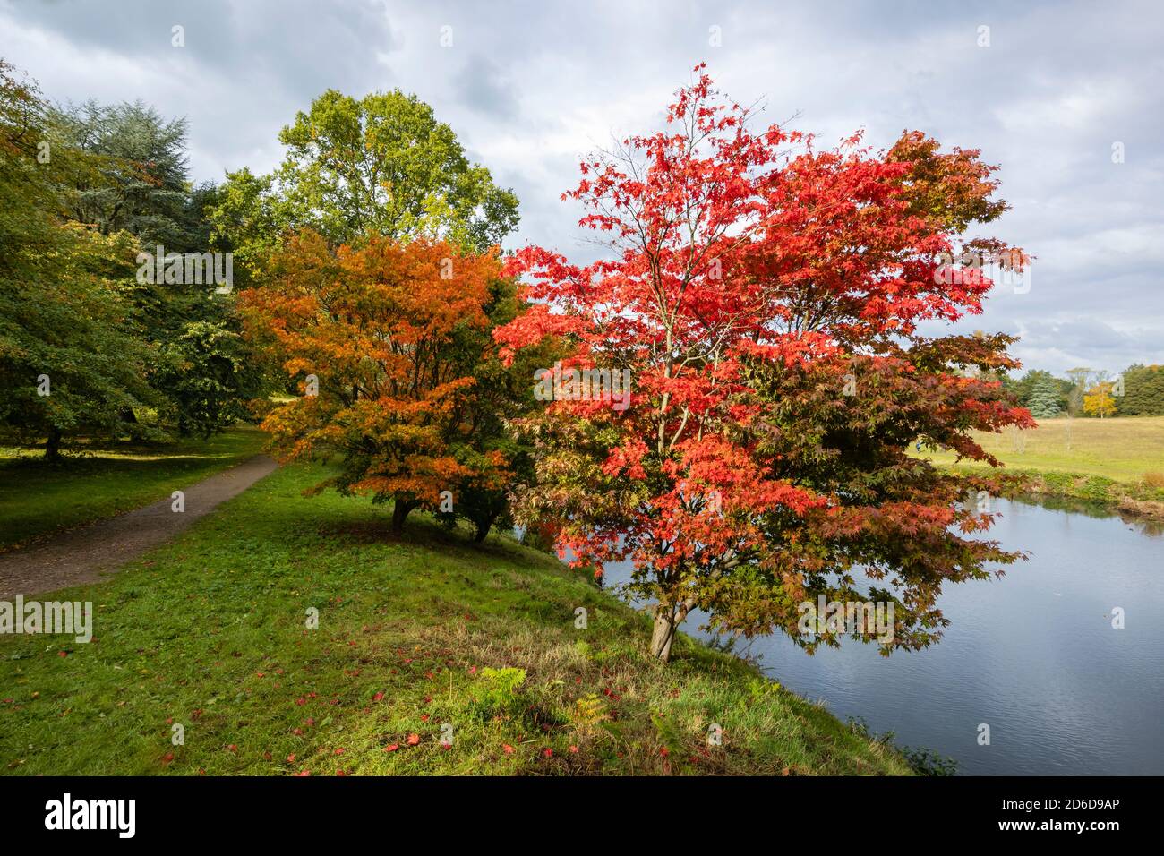 Les temples japonais (Acer palmatun) avec un feuillage rouge vif de couleur automnale au bord du lac à l'arboretum Winkworth près de Godalming, Surrey, au sud-est de l'Angleterre Banque D'Images