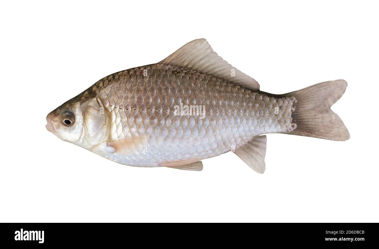 Vue latérale de la carpe prussienne argentée (Carassius gibelio) isolé sur blanc Banque D'Images