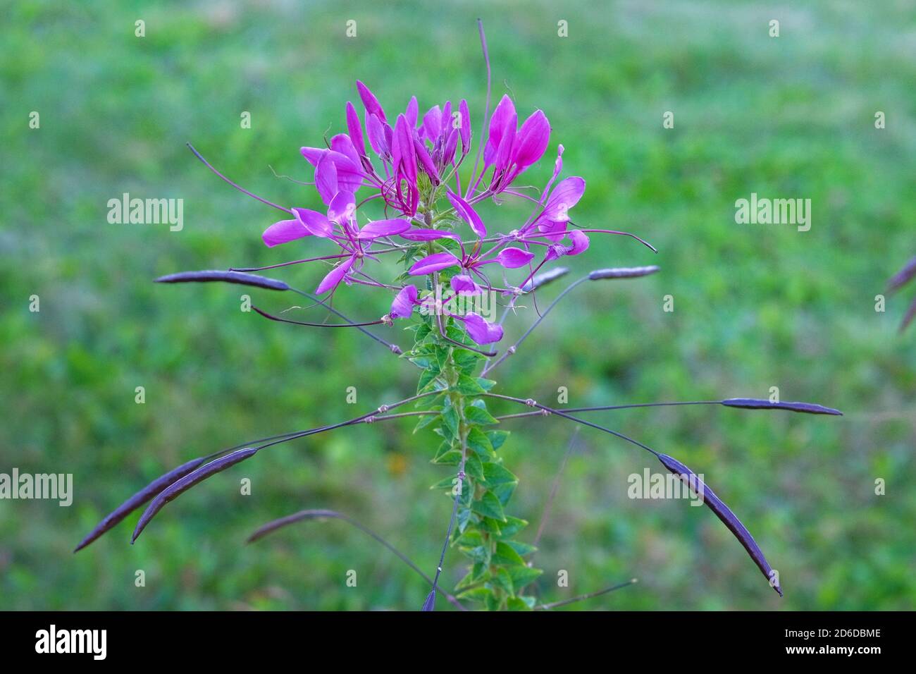 Fleur pourpre en fleur sur fond vert flou. Pétales de fleur violette au printemps. Gros plan. Banque D'Images