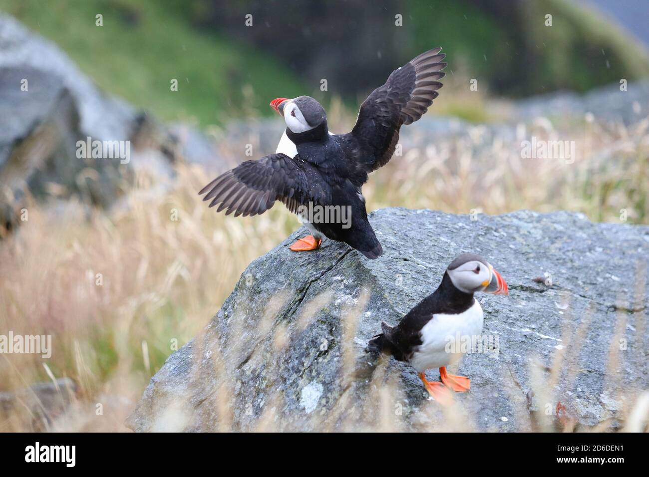Puffin oiseaux en Norvège temps pluvieux. Observation des oiseaux sur l'île de Runde. Espèce d'oiseaux marins de la macareux de l'Atlantique (Fratercula arctica). Banque D'Images