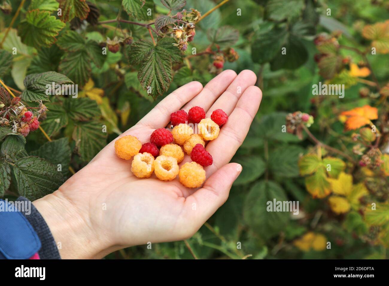 Baies de forêt d'été en Norvège. Framboise sauvage : cultivars rouge et jaune. Banque D'Images