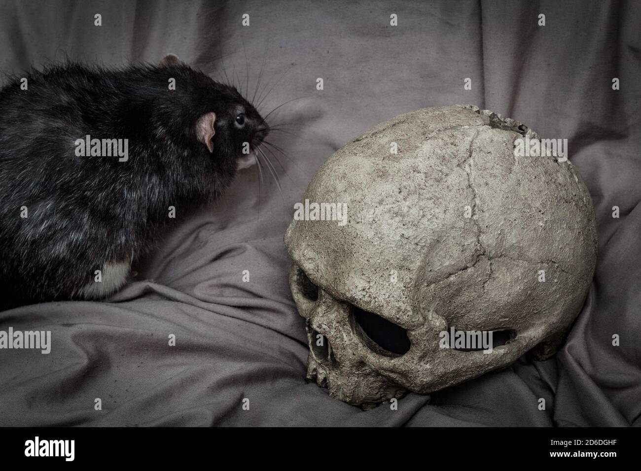 Animal de compagnie rat jouant près de vieux crâne humain décalé comme le concept de la peste Banque D'Images