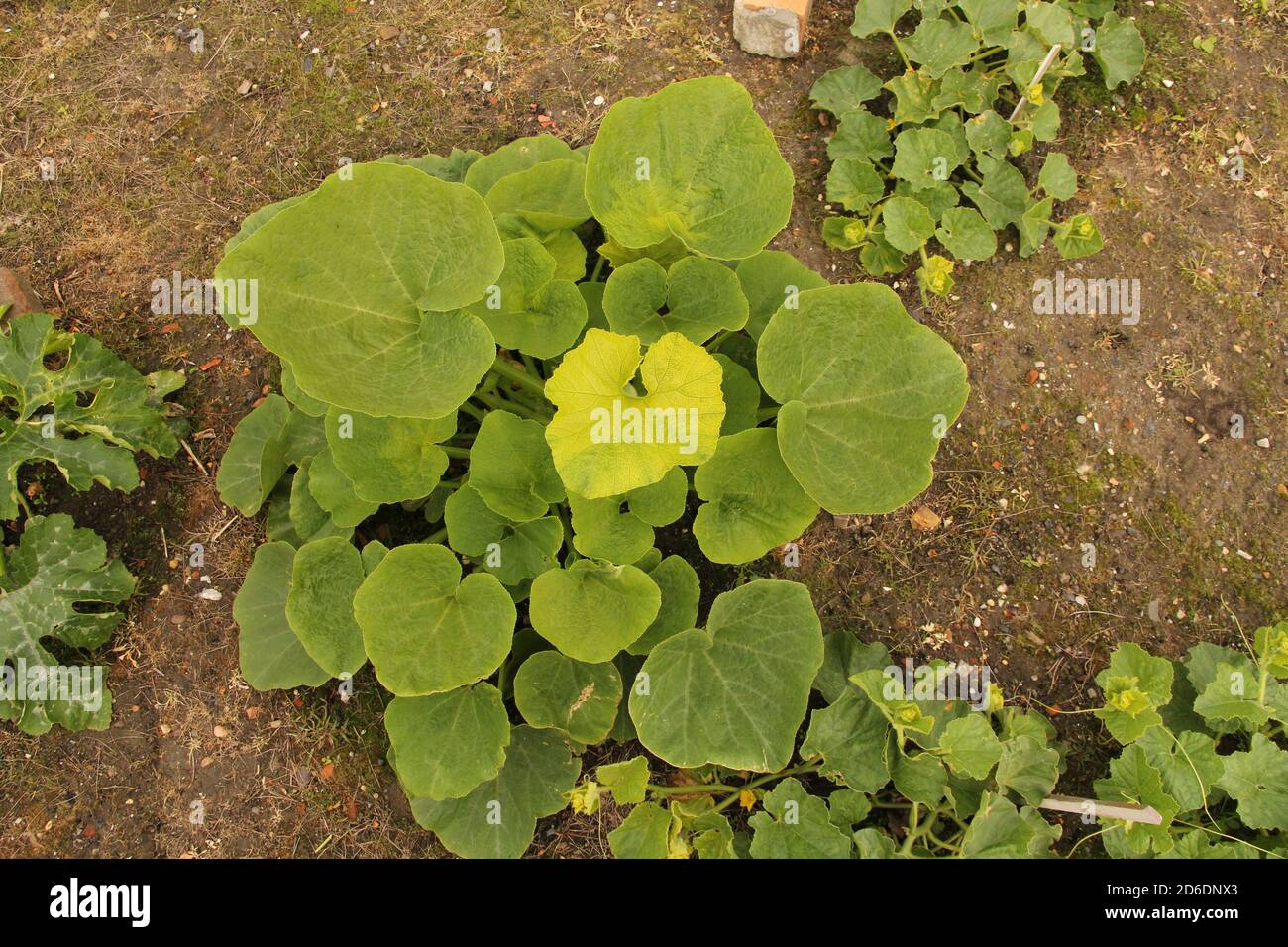 topview à une plante biologique de citrouille avec de grandes feuilles vertes dans le potager de hollande Banque D'Images