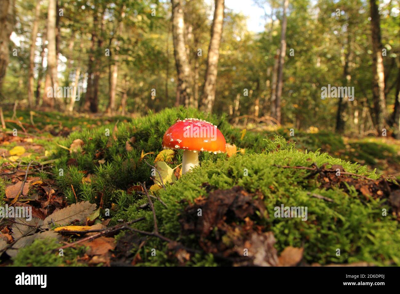 un beau paysage forestier avec un champignon agarique de mouche rouge entre la mousse verte et les arbres de bouleau en arrière-plan dans la belgique en automne Banque D'Images