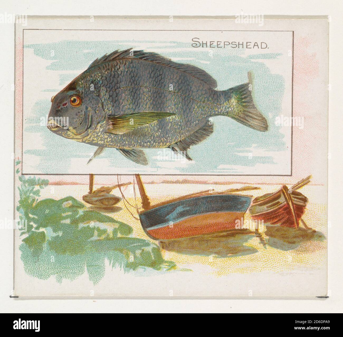 Sheepshead, de la série Fish from American Waters (N39) pour Allen & amp; Ginter cigarettes, 1889. Banque D'Images
