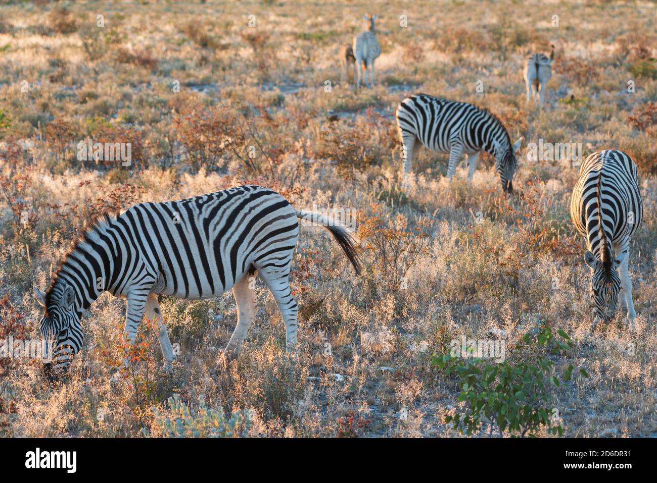 Une excursion en jeep à travers la Namibie, cinq zèbres dans la première lumière du soleil de la journée dans le parc national d'Etosha Banque D'Images