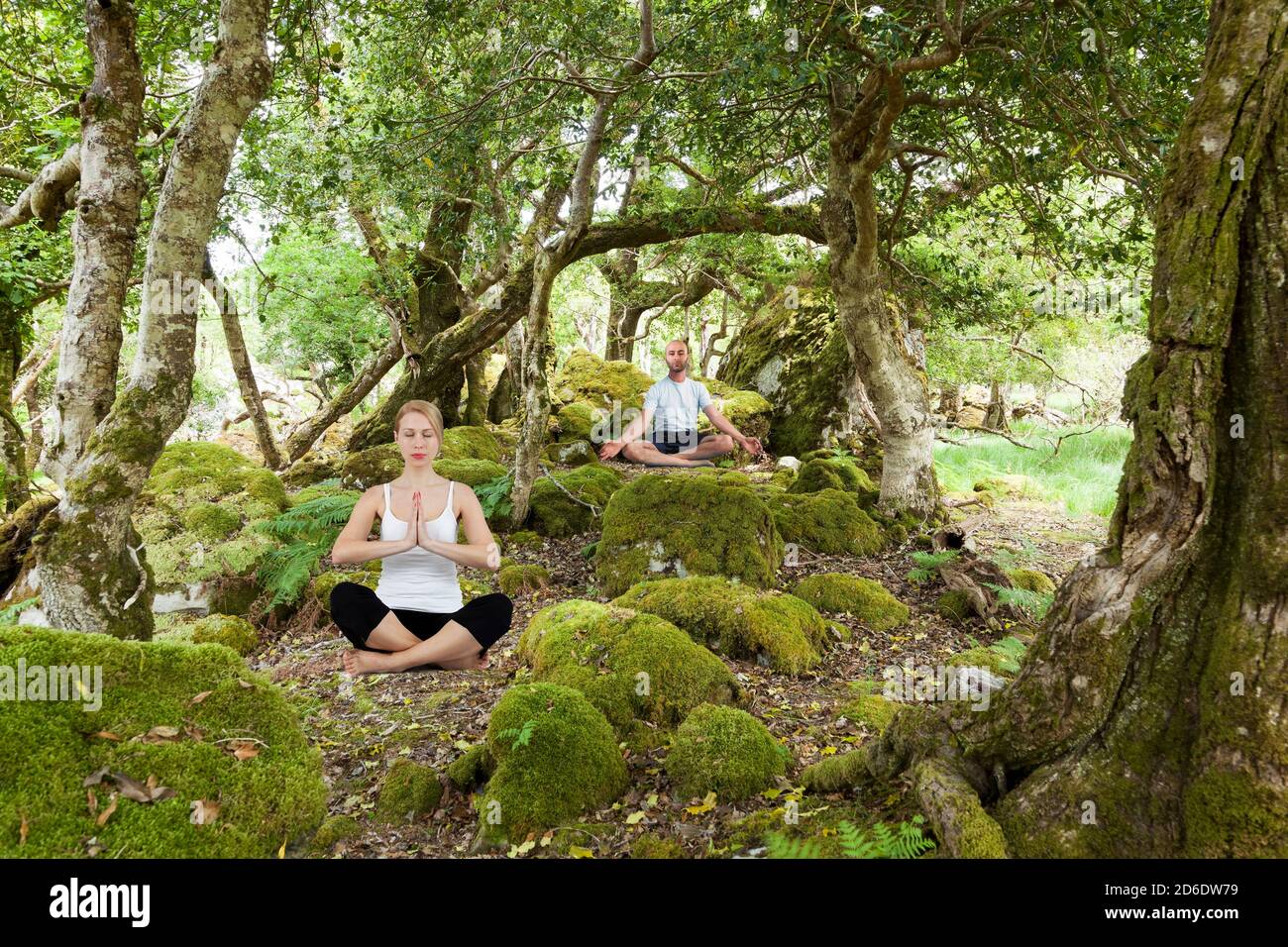 Méditation dans la forêt, Irlande du Nord Banque D'Images