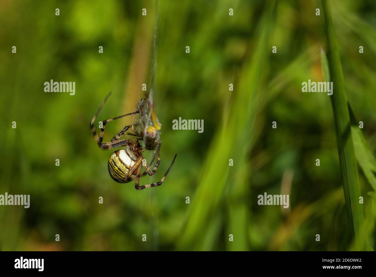 Une araignée à guêpe femelle avec des marques jaunes et noires accrochées à la toile d'araignée qui enchâssent un criquet en tant que proie. Herbe verte en arrière-plan. Banque D'Images