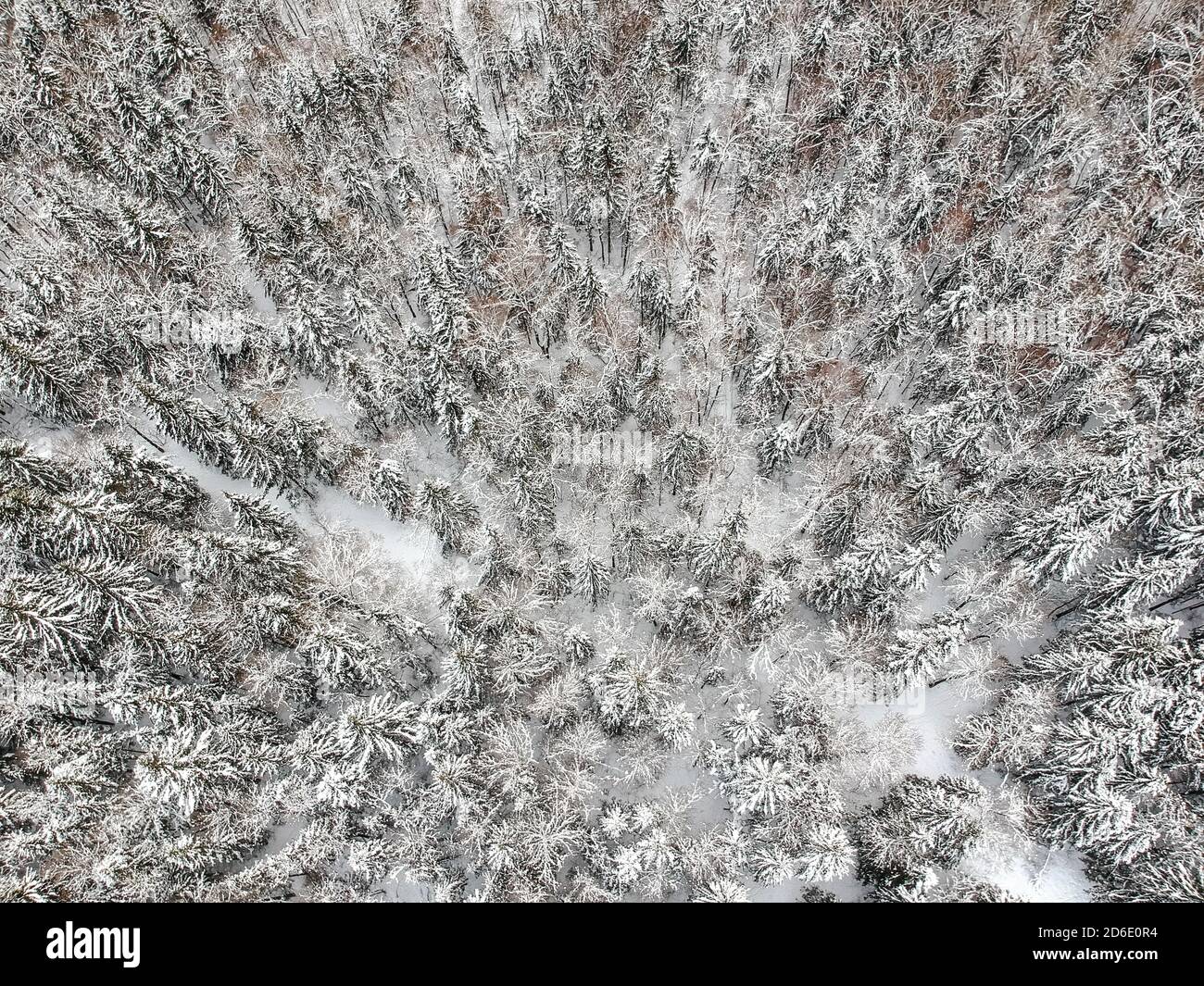 Vue d'en haut sur une forêt enneigée par temps froid jour d'hiver Banque D'Images