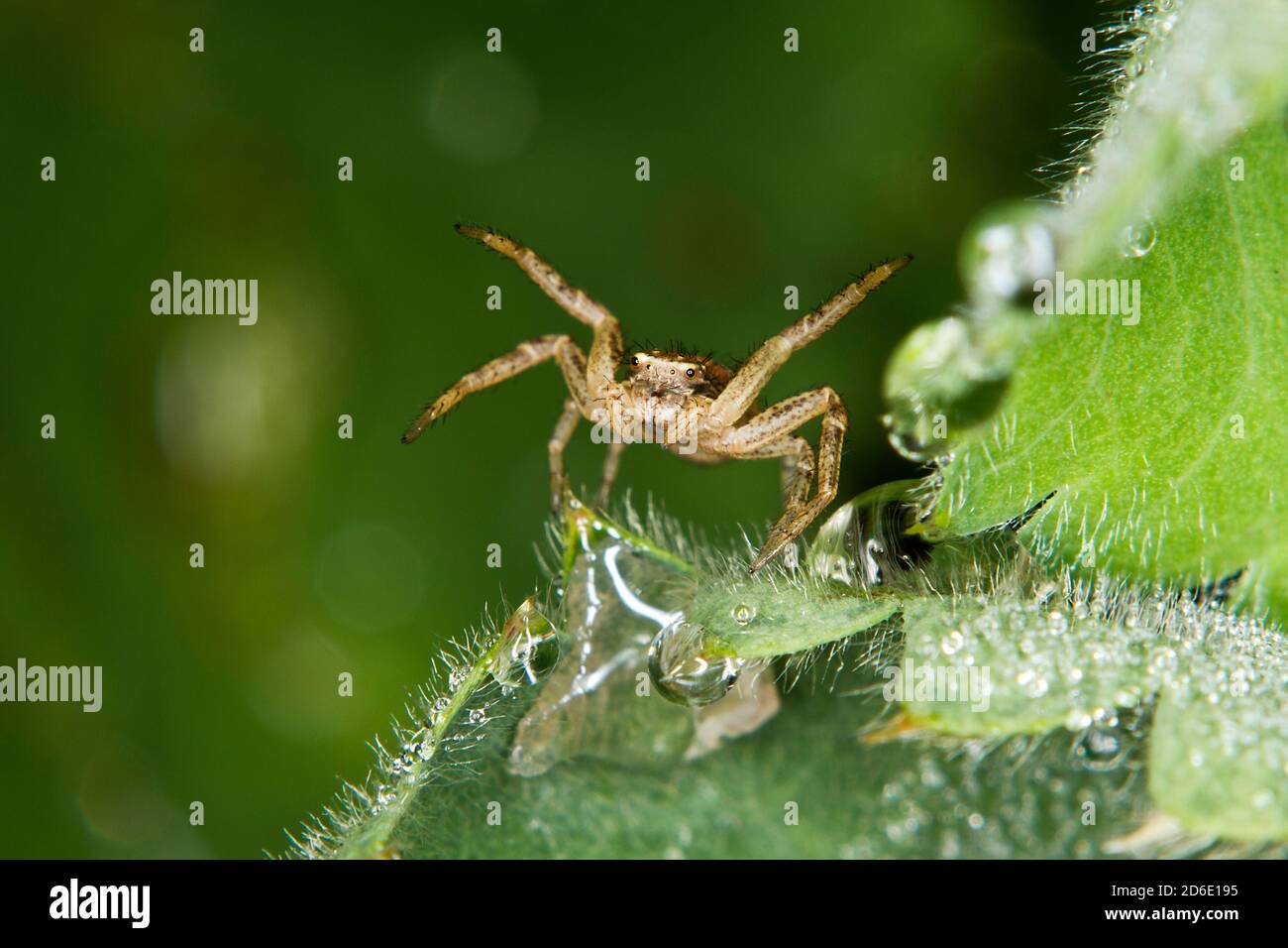 Une petite araignée de crabe sur le bord d'une laisse Banque D'Images