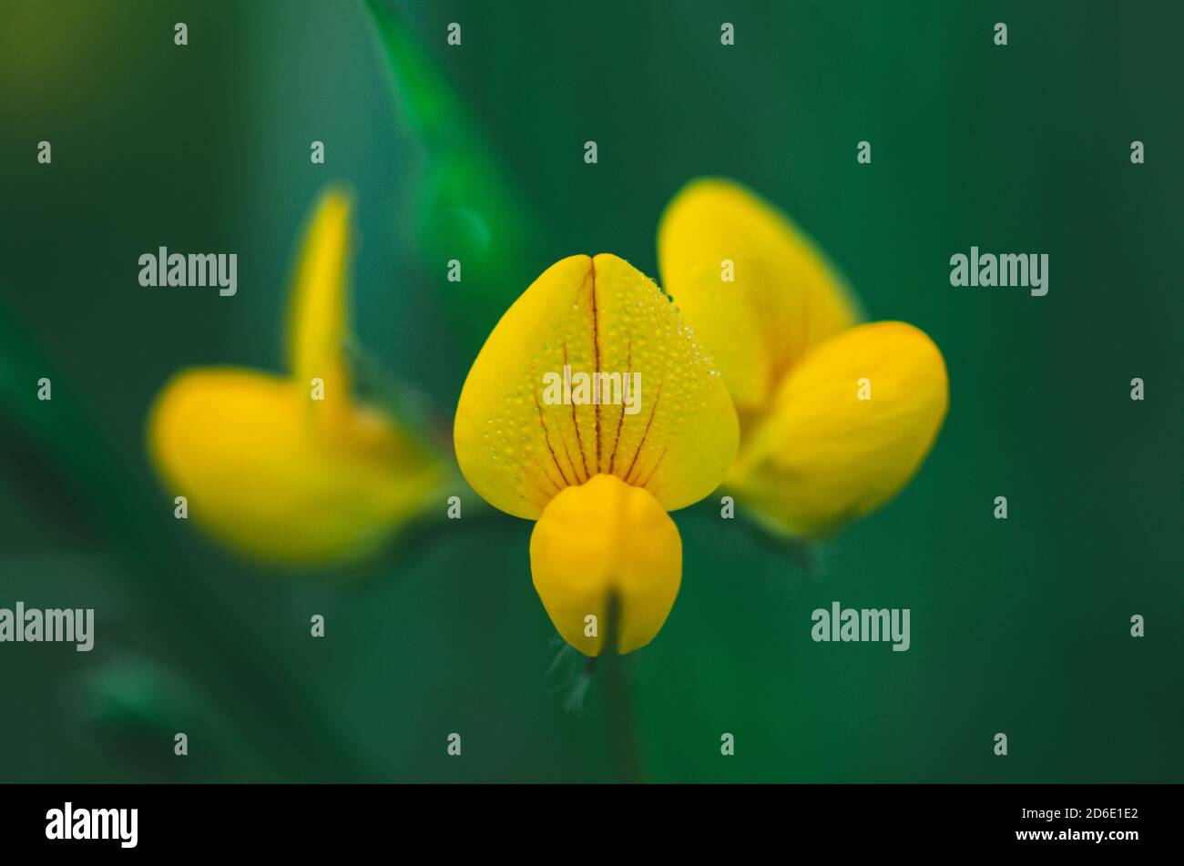 Fleur jaune du genre Lotus sp. Photo avec arrière-plan naturel non mis au point. Concept flore sauvage. Photographie macro. Banque D'Images