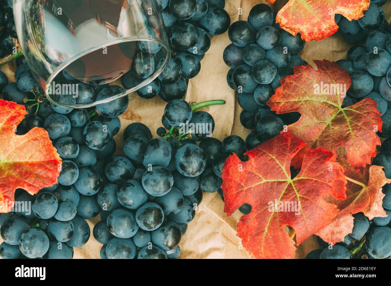 Grappes de raisins noirs avec feuilles et un verre de vin Banque D'Images