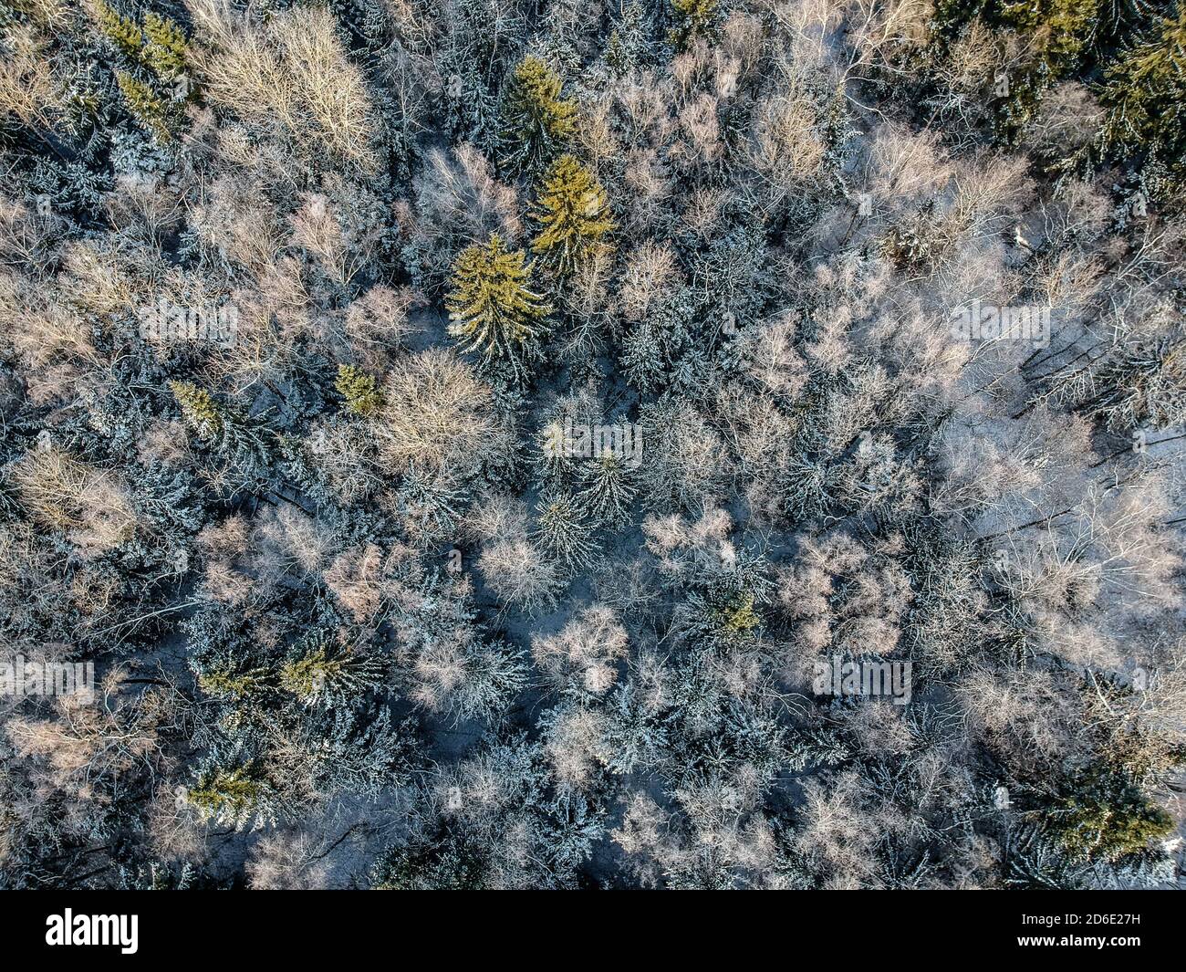 Tiré d'un drone: Forêt d'hiver sur une matinée froide et ensoleillée Banque D'Images