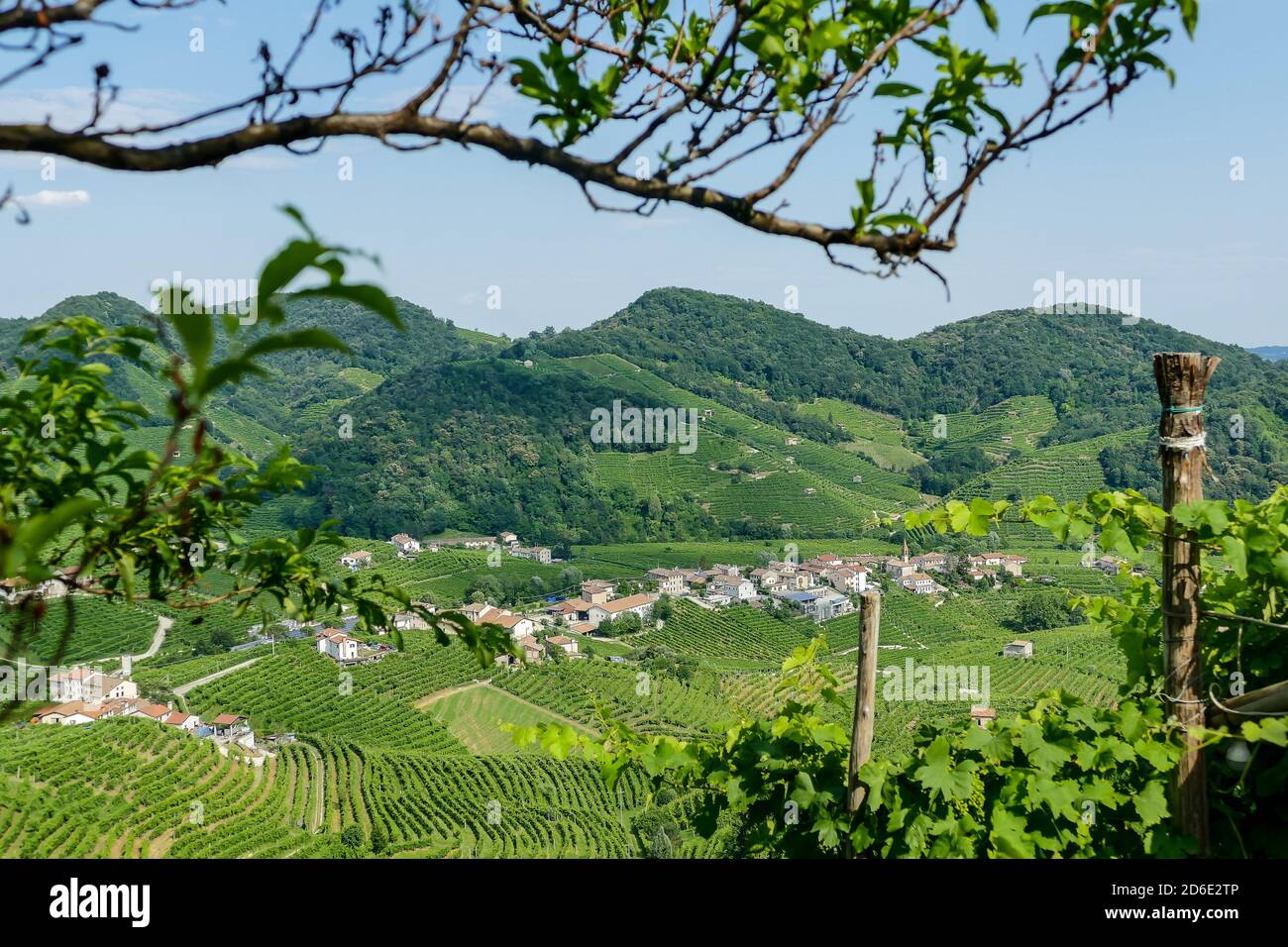 Vin blanc vignobles Prosecco , dans la vallée de Prosecco, Vadobbiadene Treviso Italie Banque D'Images