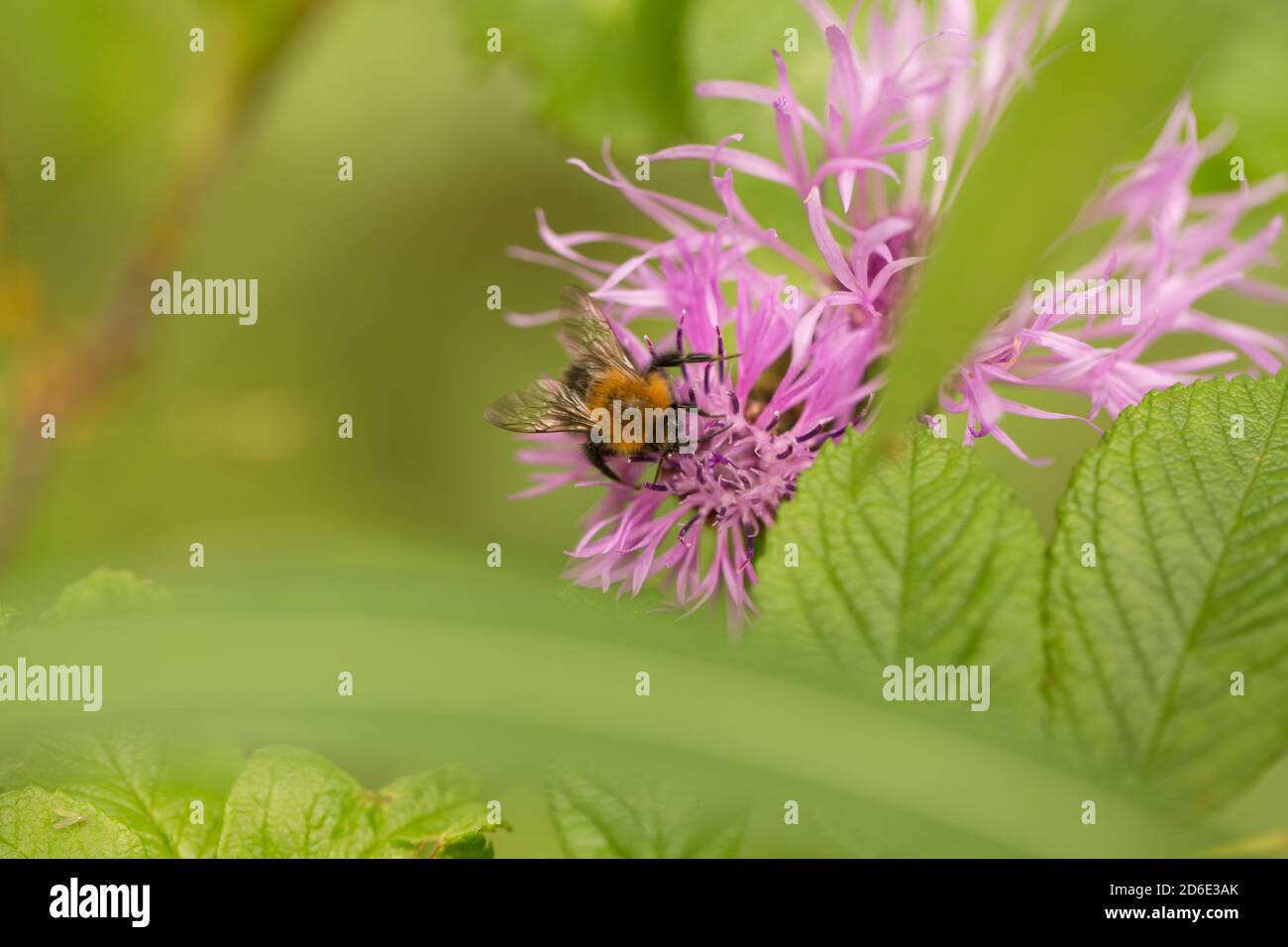 Bee on Thistle, gros plan, fond naturel de bokeh, Finlande Banque D'Images