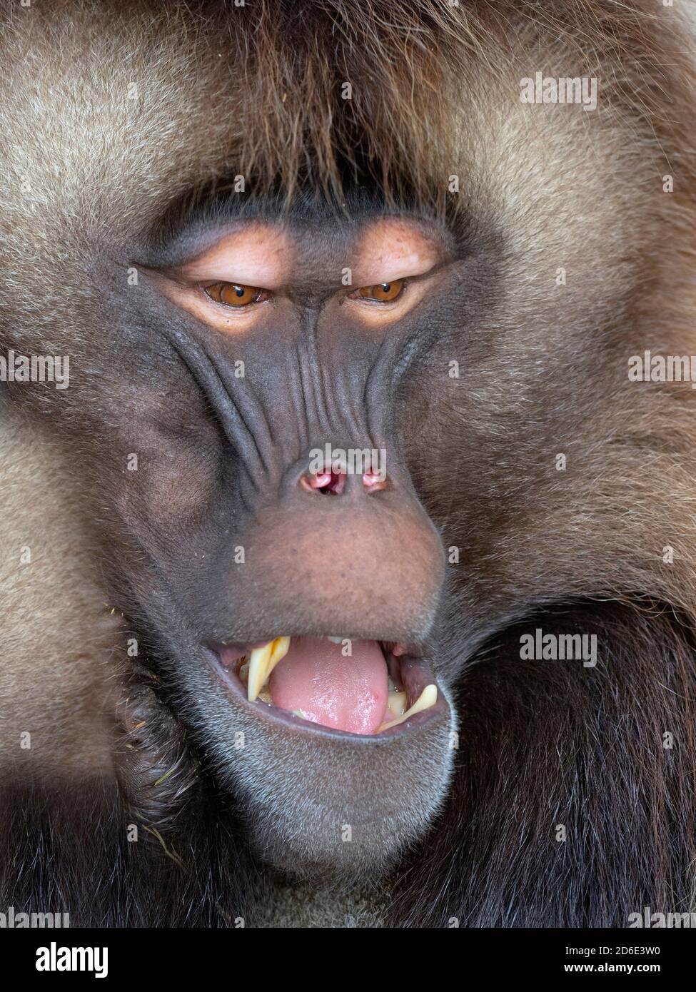 Gelada Baboon Theropithecus gelada Homme (captif) Banque D'Images