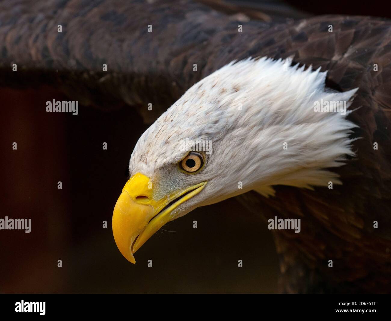 Aigle à tête blanche mâle Haliaeetus leucocephalus symbole national des États-Unis Banque D'Images