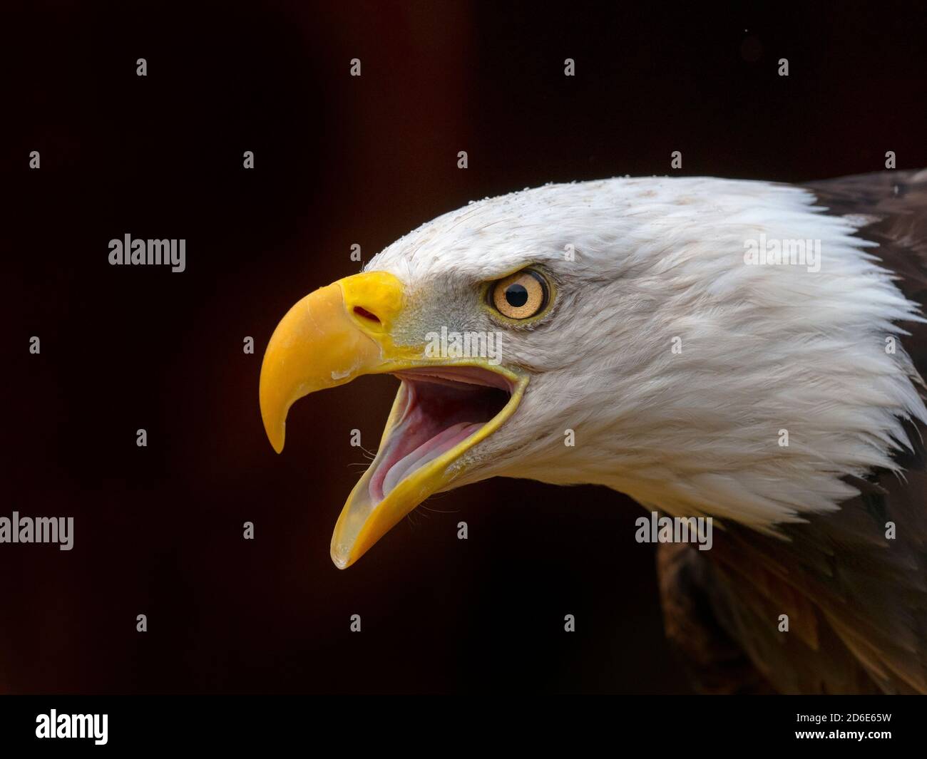 Aigle à tête blanche mâle Haliaeetus leucocephalus symbole national des États-Unis Banque D'Images
