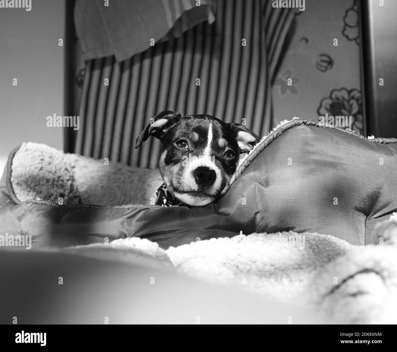 Motala, Suède 20201005 UN chiot staffordshire de neuf semaines. Le Staffordshire Bull Terrier, dans son discours quotidien Staffe, est une race de chien du Royaume-Uni. Le Staffordshire Bull Terrier est une race britannique de terrier à poil court de taille moyenne. Il est originaire de la ville de Birmingham et du pays noir du Staffordshire. Photo Jeppe Gustafsson Banque D'Images