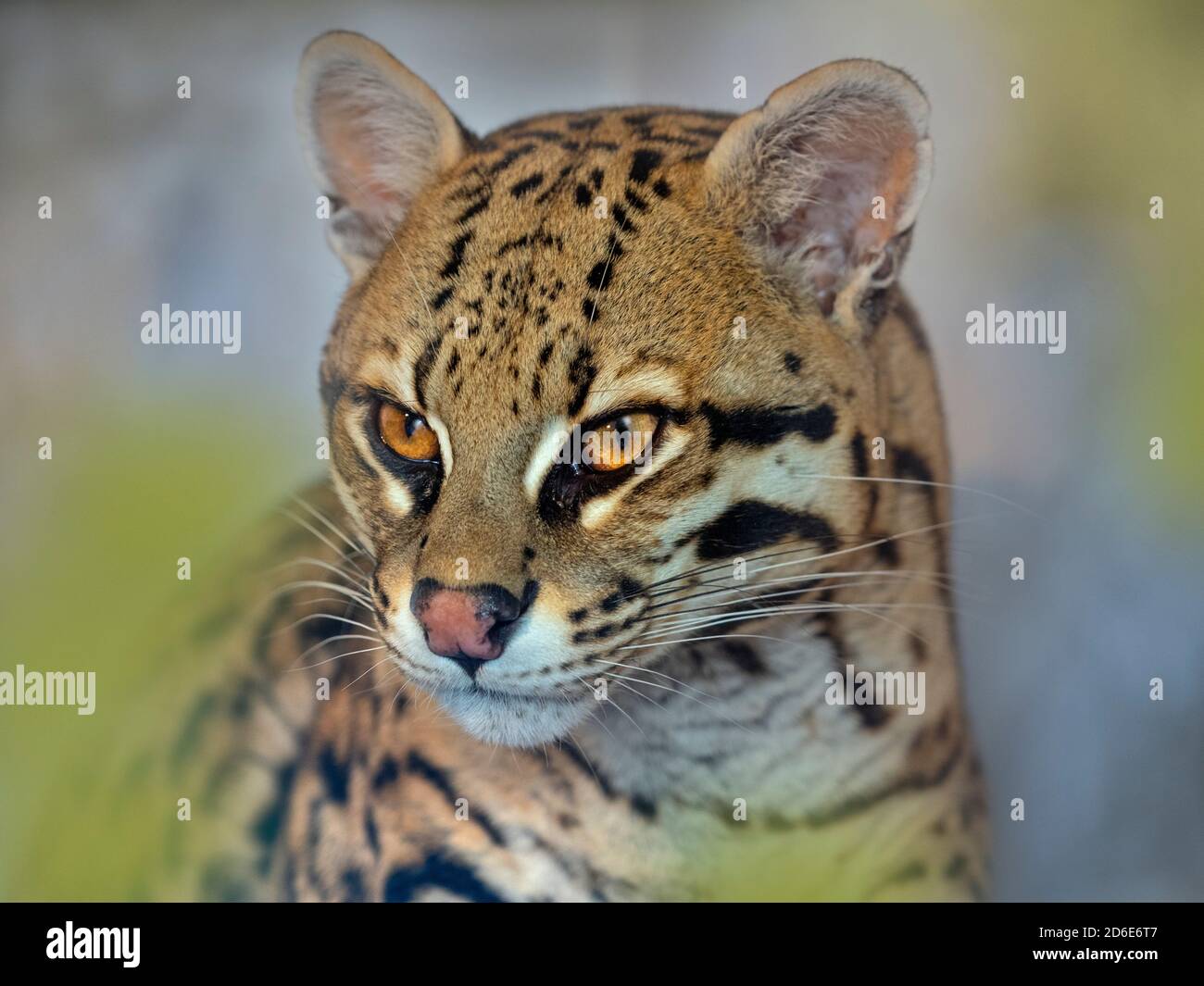 L'ocelot Leopardus pardalis Portrait (captifs) Banque D'Images