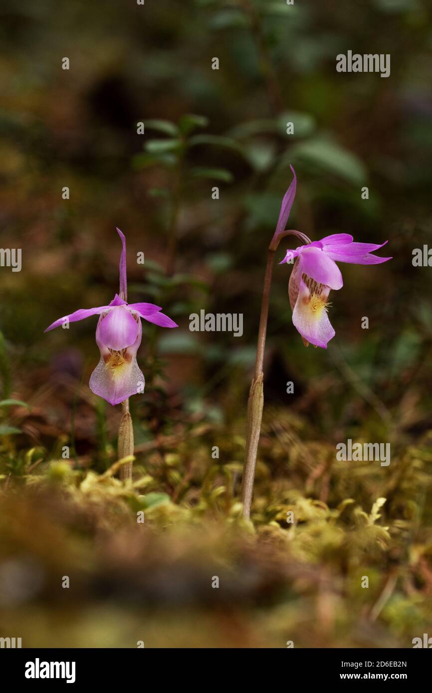 Belle et rare orchidée Calypso fleur du Nord, Calypso bulbosa floraison dans la forêt luxuriante de taïga d'été, le parc national d'Oulanka. Banque D'Images