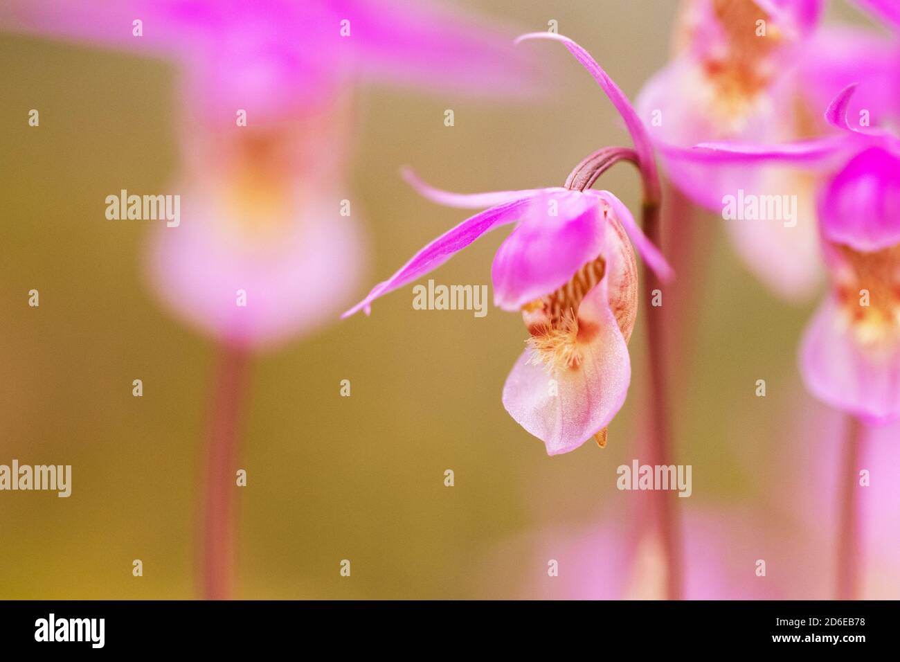 Belle et rare orchidée Calypso fleur du Nord, Calypso bulbosa floraison dans la forêt luxuriante de taïga d'été, le parc national d'Oulanka. Banque D'Images